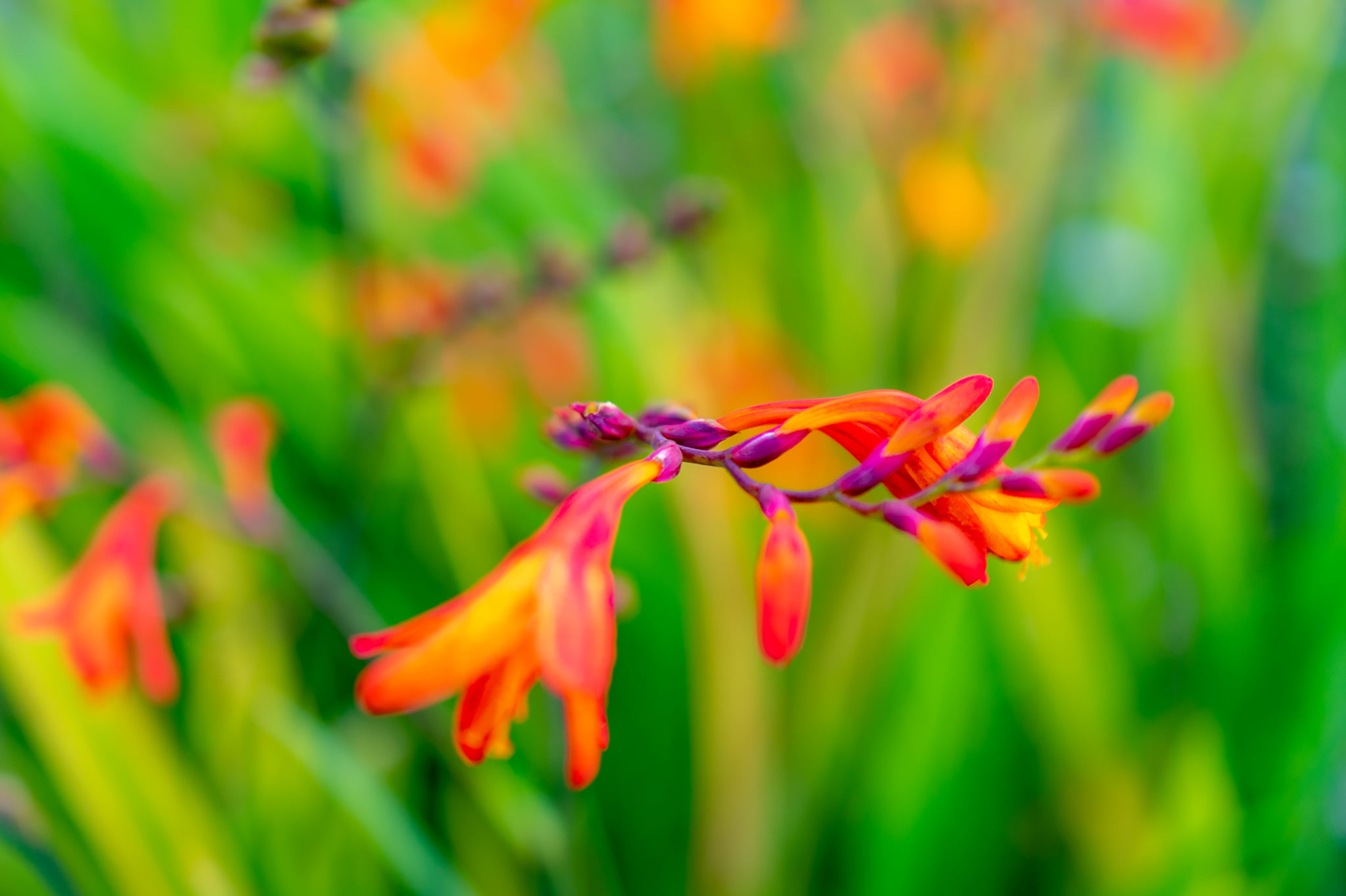 Montbretia